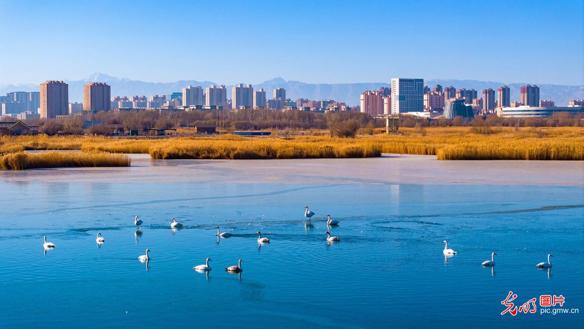 冬日湿地别样美