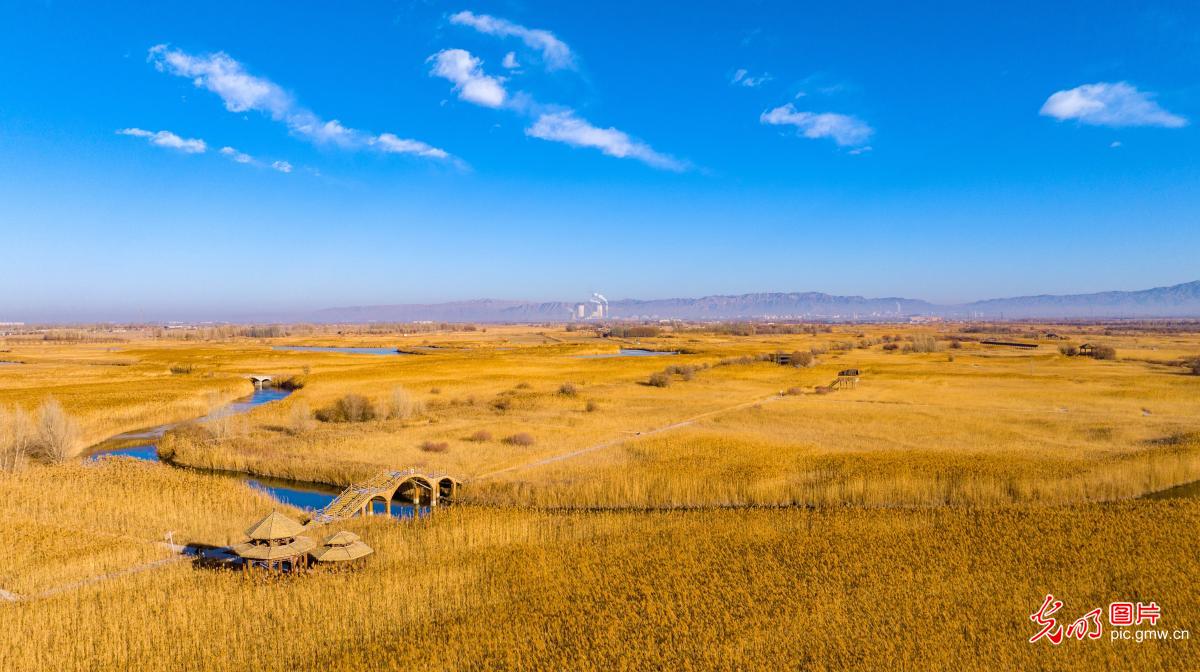 冬日湿地别样美