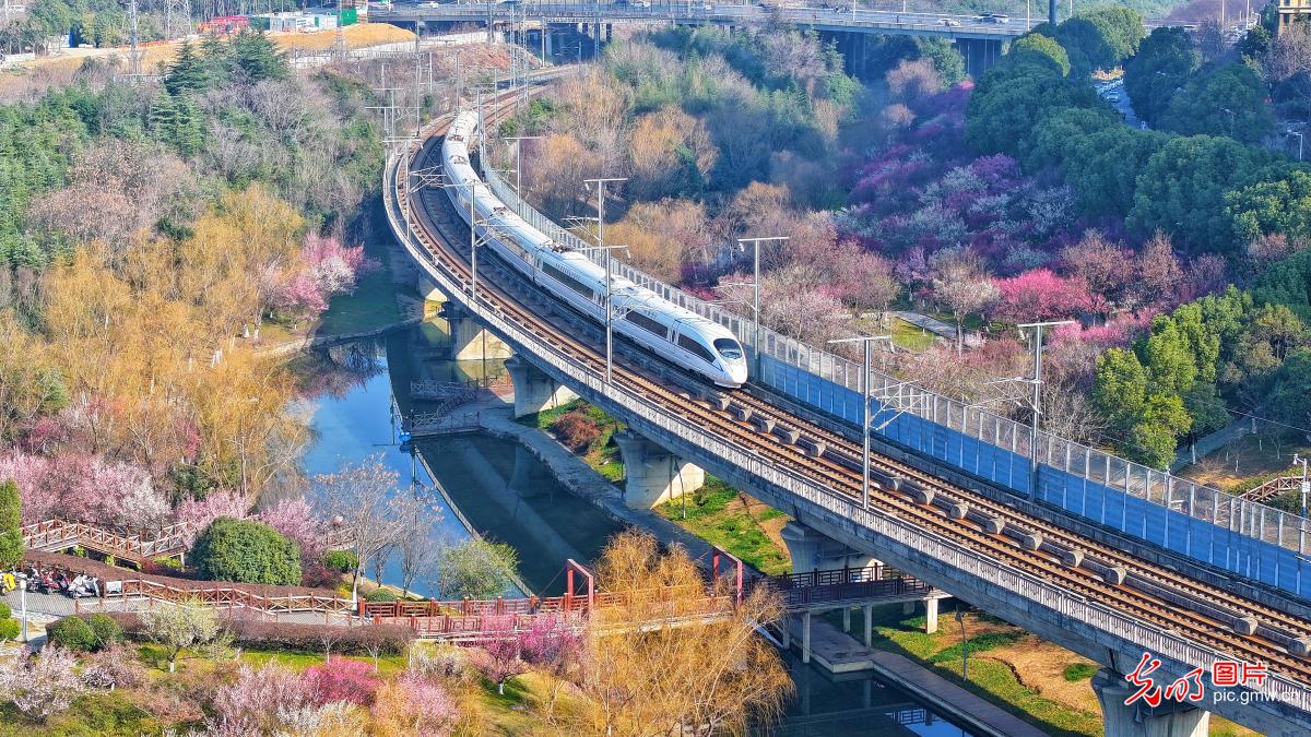 梅花绽放 春和景明