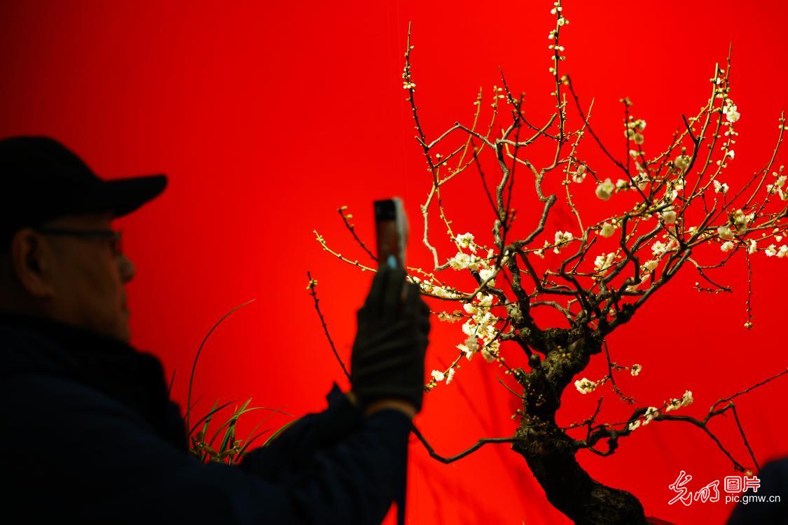 傲骨幽香迎新春