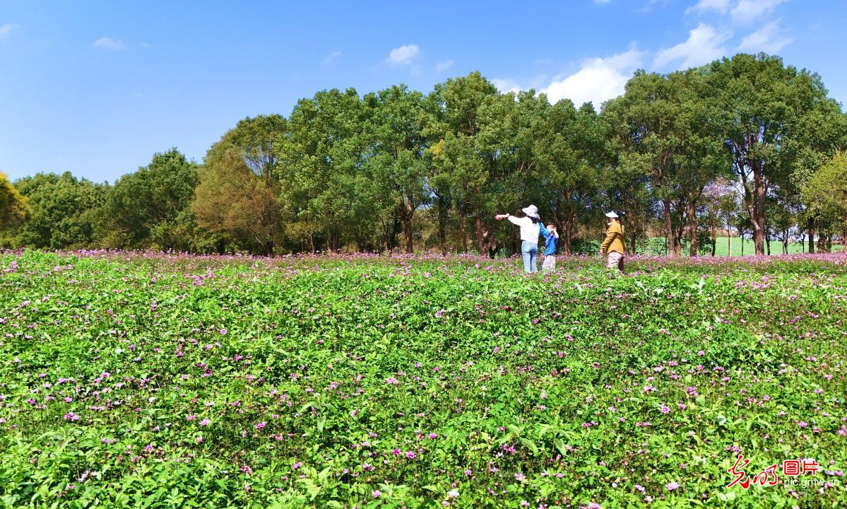 踏青赏花 乐享春光