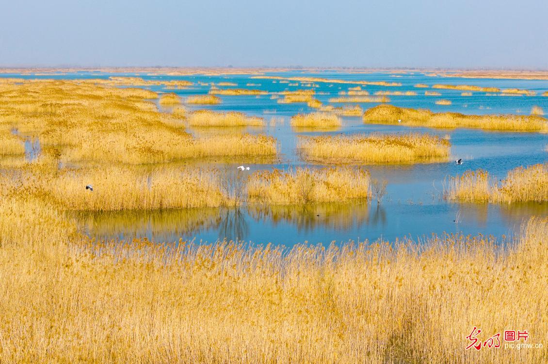 初春湿地景如画