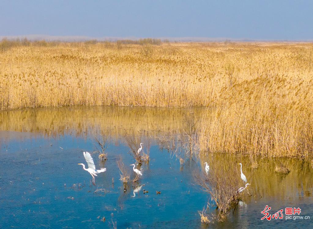 初春湿地景如画