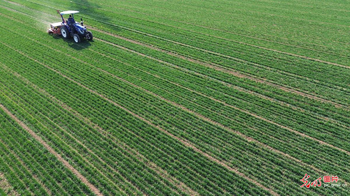 春回大地暖 农忙正当时