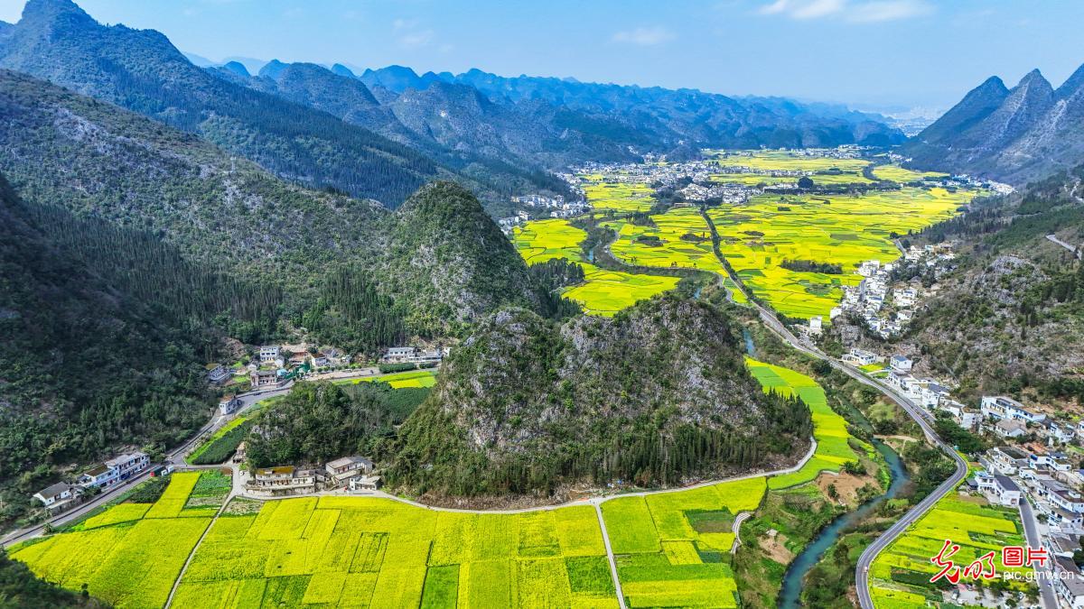 油菜花开景色美