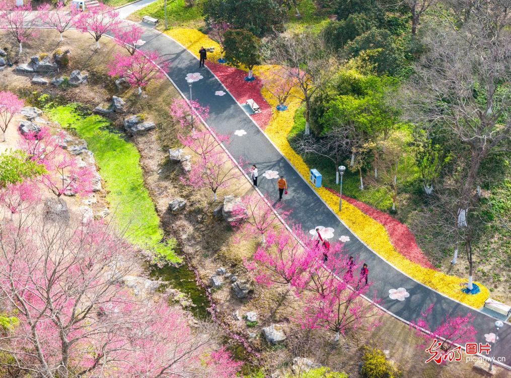 梅花盛开迎客来