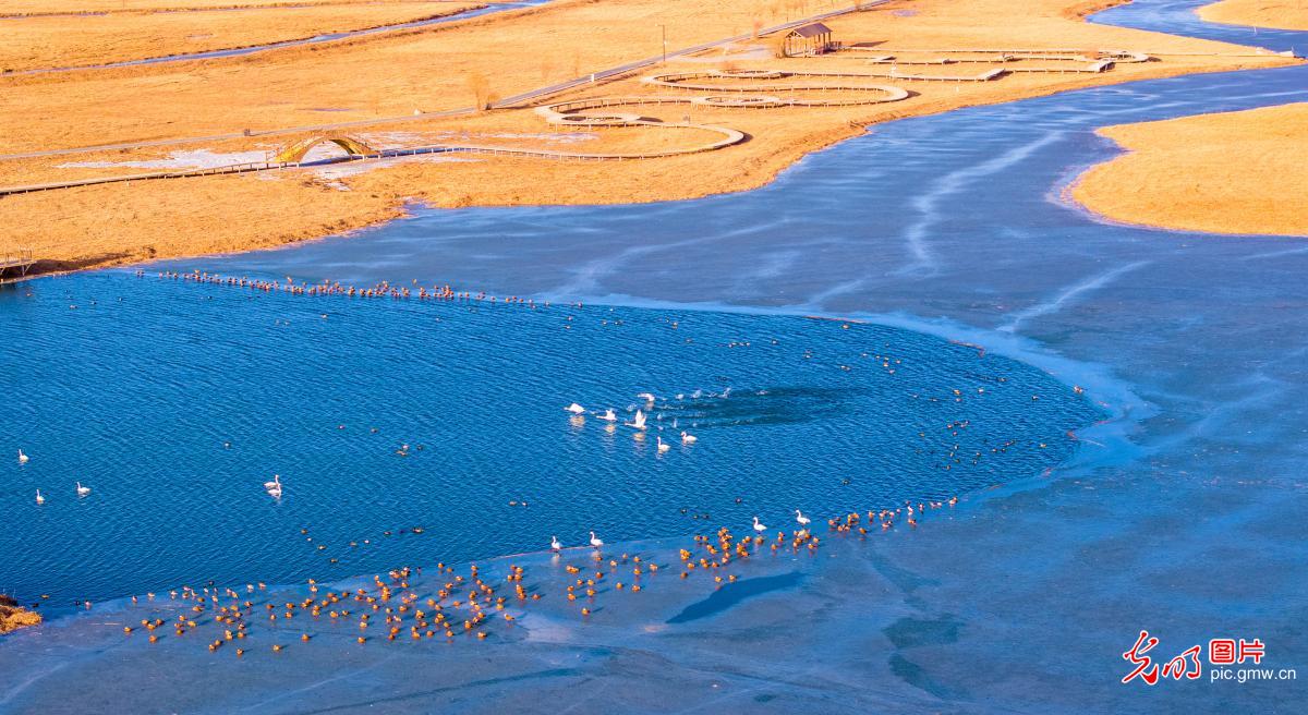 冰融水暖候鸟欢