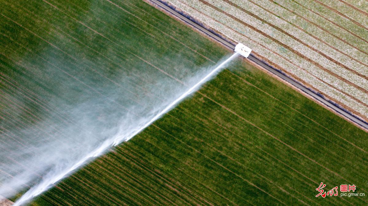 智能灌溉助春耕