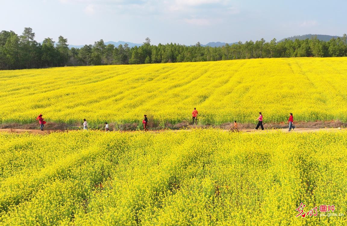 踏青赏花 乐享美好春光