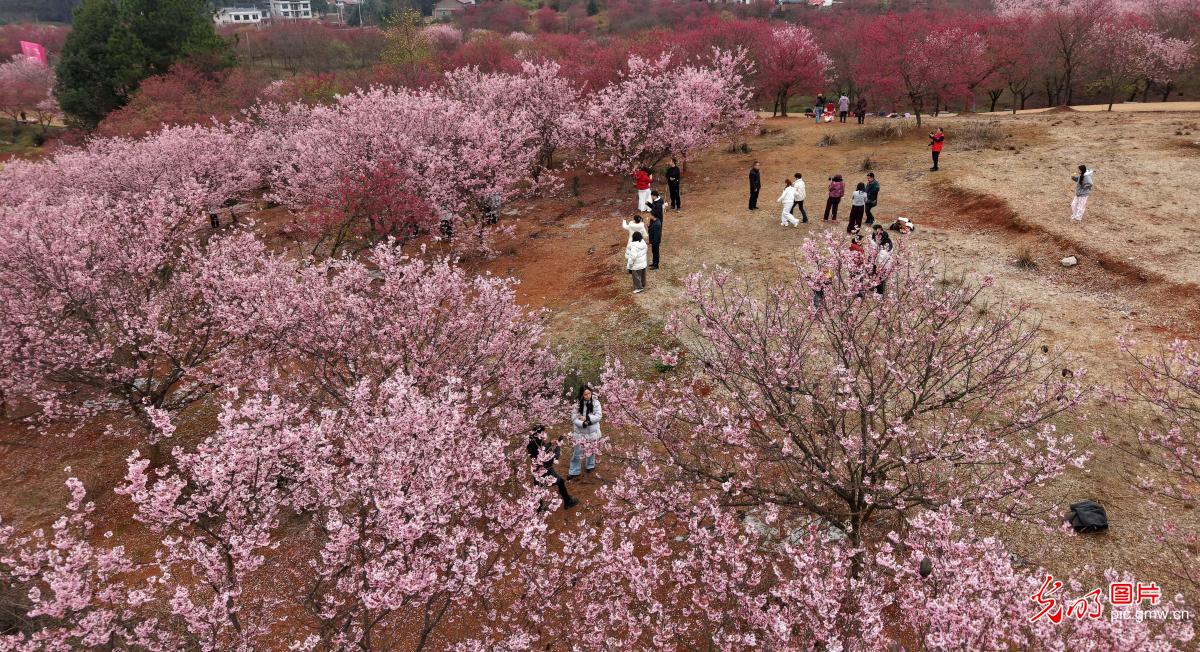 踏青赏花 乐享美好春光