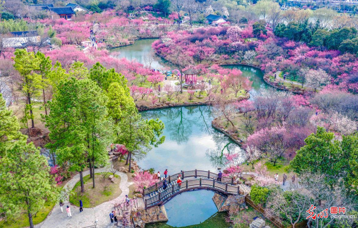 梅花盛开引游人