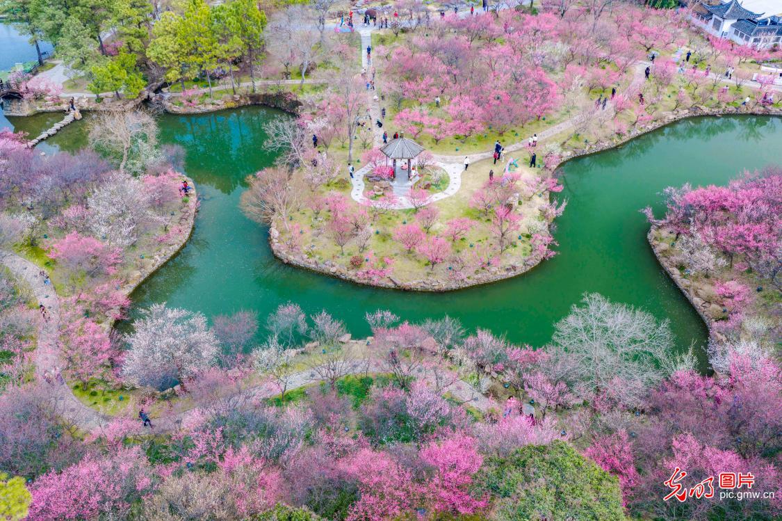 梅花盛开引游人