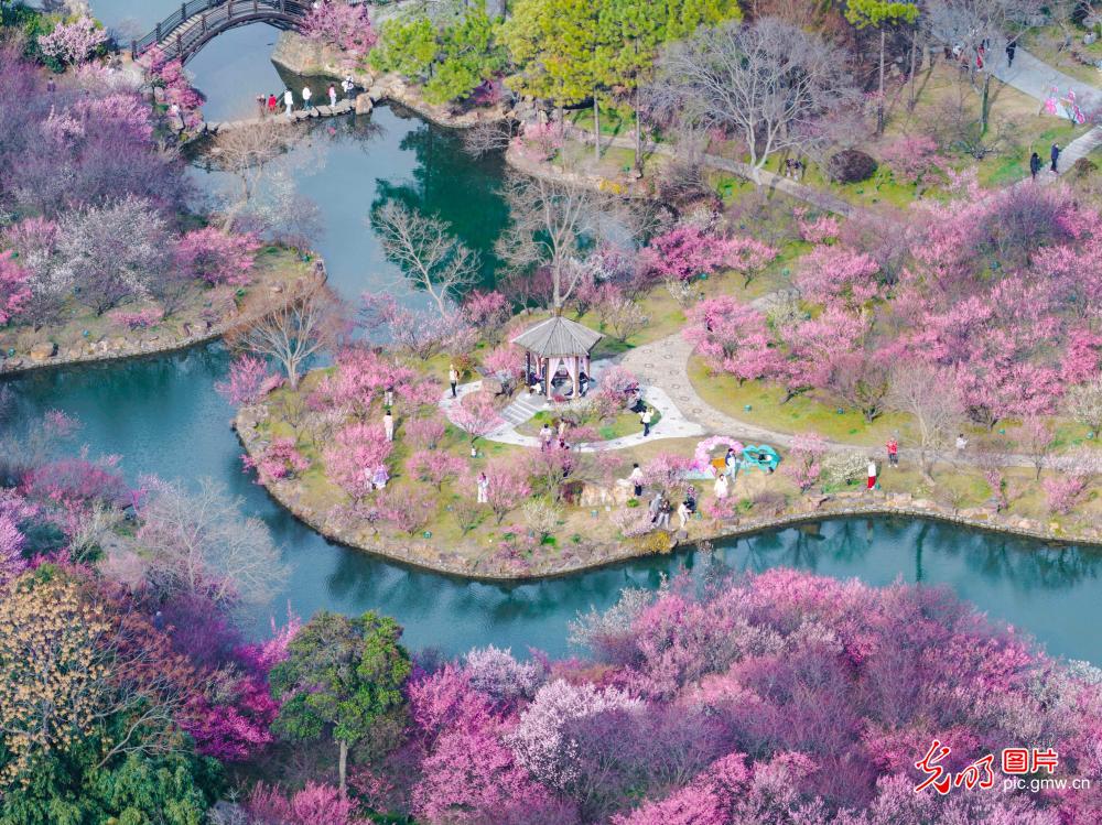 梅花盛开引游人