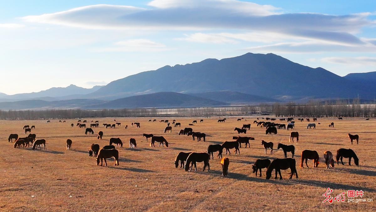 春日草原焕生机