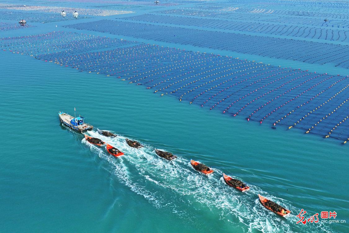 海上“春耕”收获忙