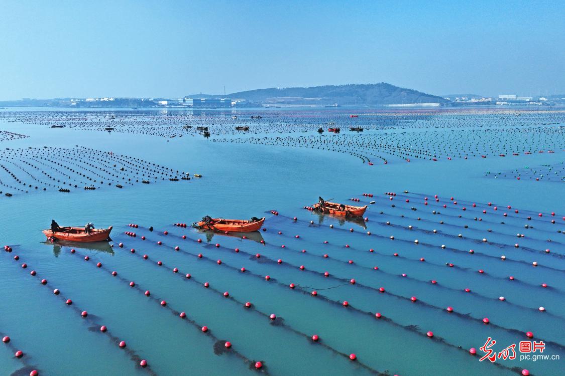 海上“春耕”收获忙