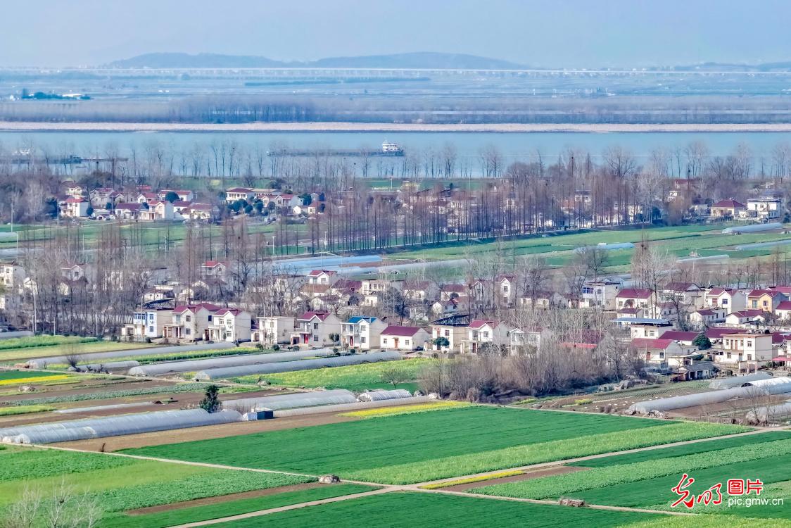 春来江岸绿 田园气象新