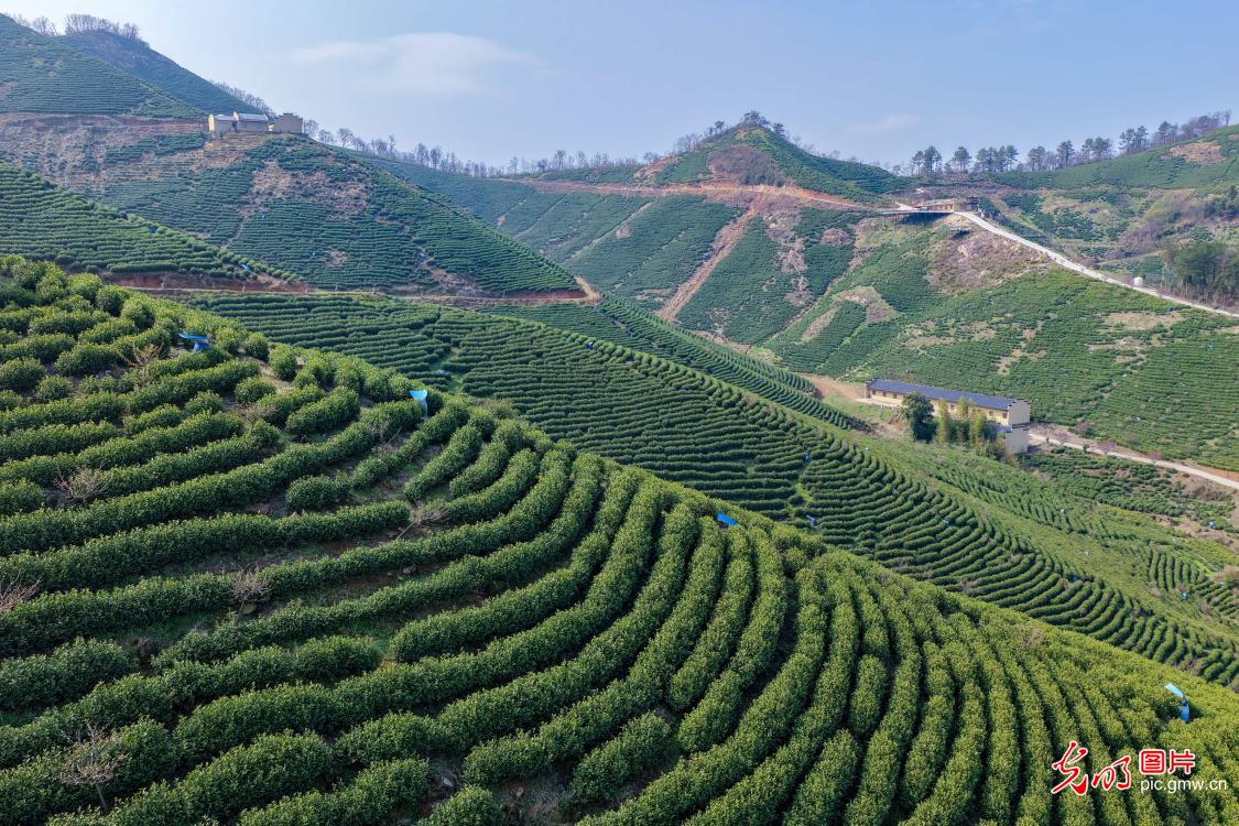 生态茶园 风景如画