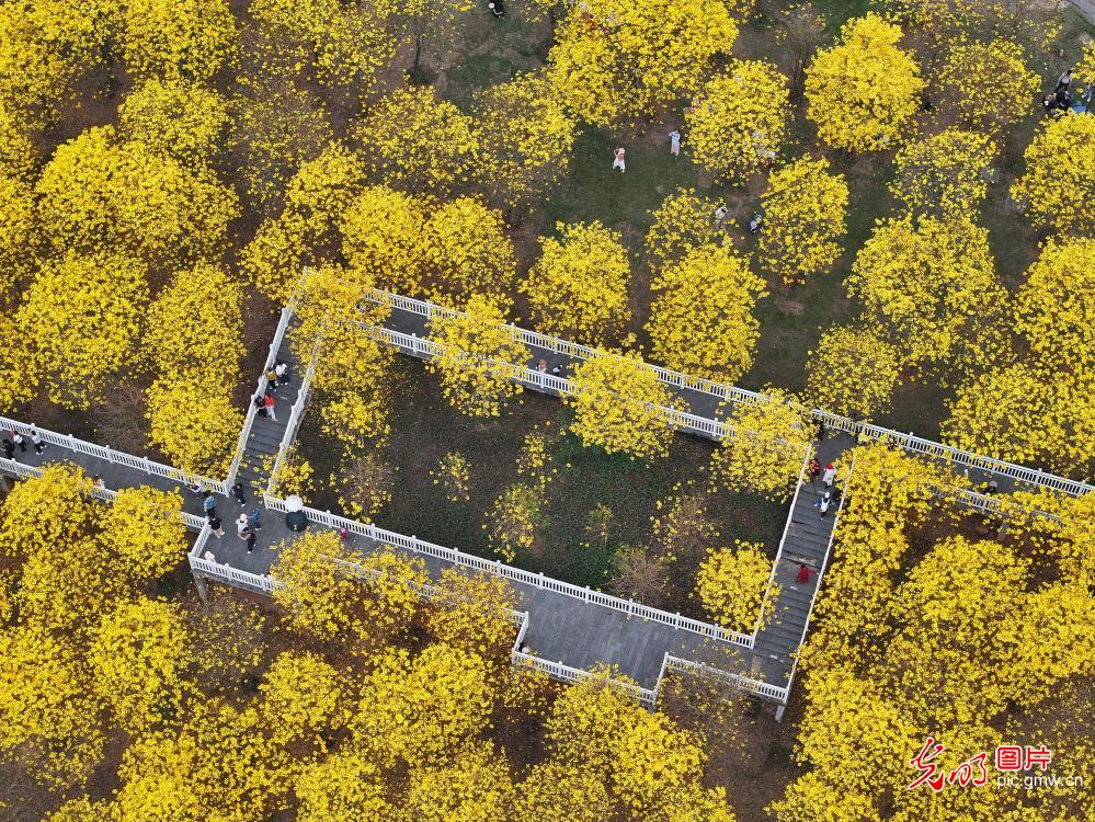 黄花风铃木迎春绽放