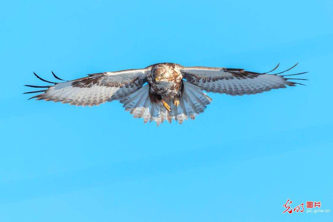大鵟展翅雪原