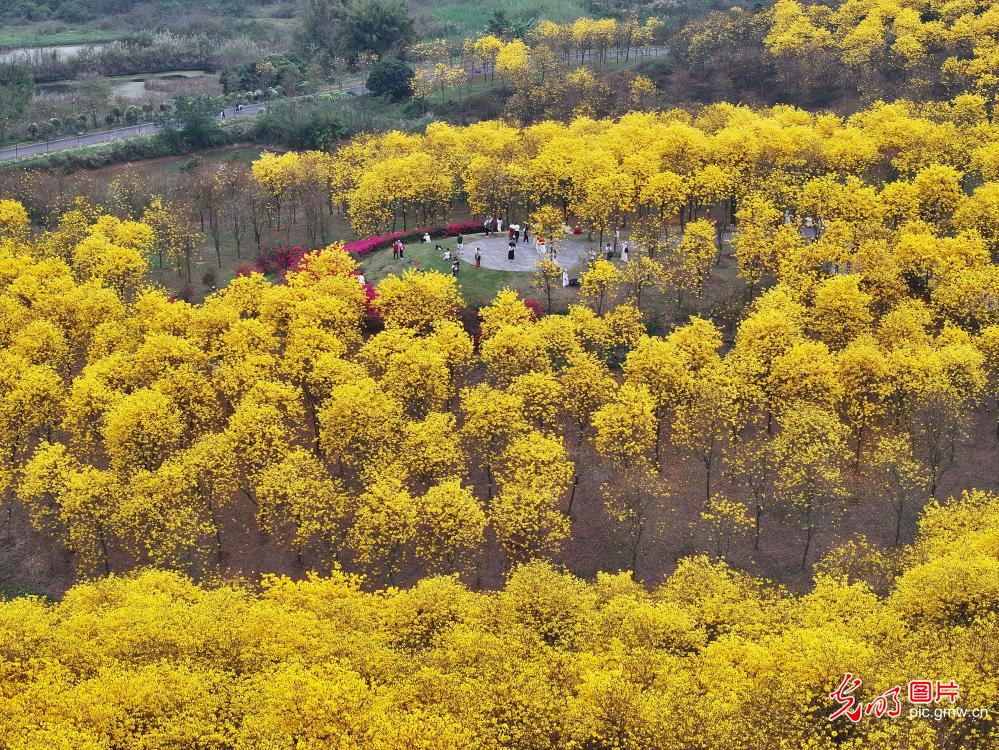 黄花风铃木迎春绽放