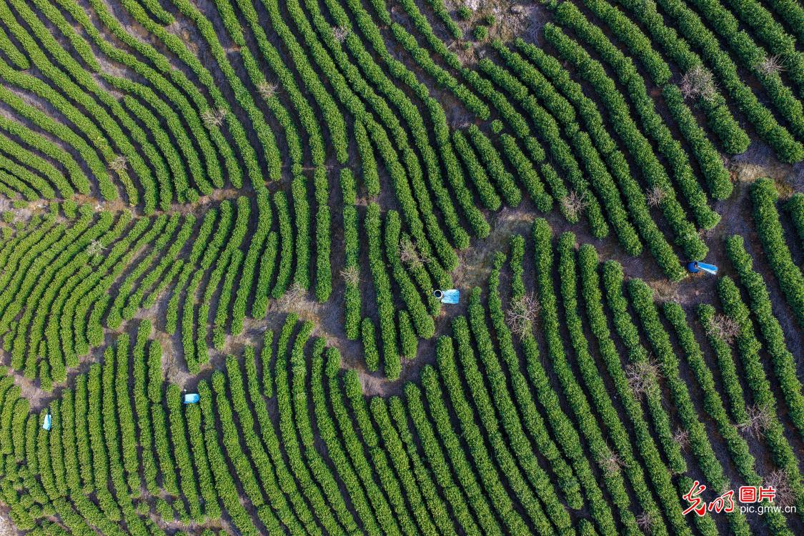 生态茶园 风景如画
