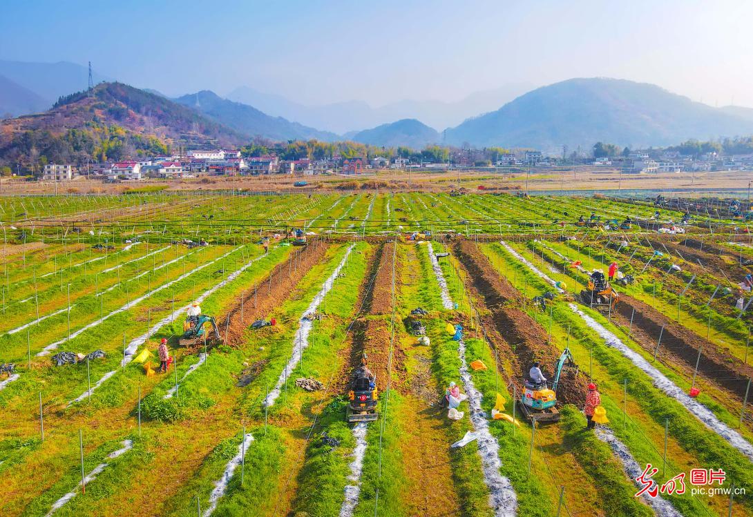 人勤春早耕不辍 瓜蒌基地备耕忙