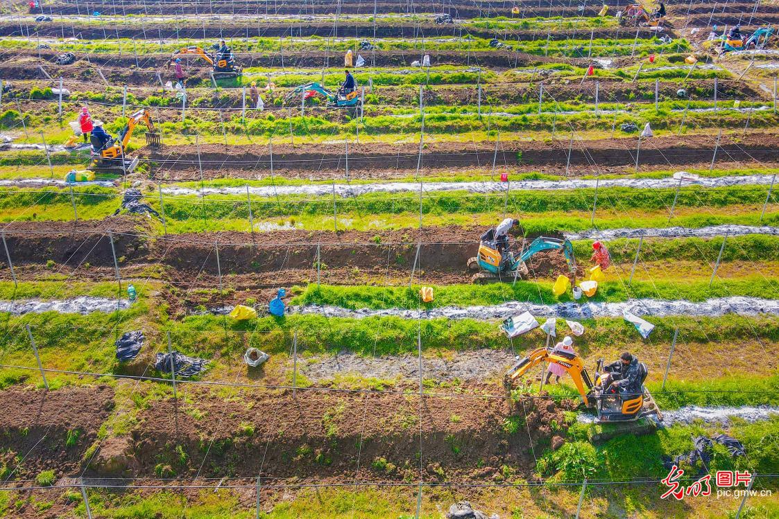 人勤春早耕不辍 瓜蒌基地备耕忙