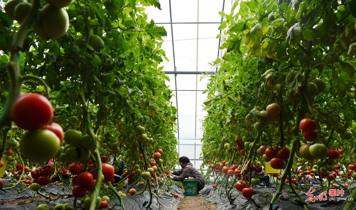 惊蛰启新序 春耕正当时