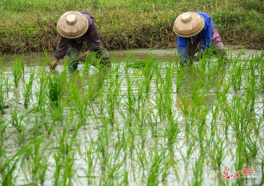 惊蛰启新序 春耕正当时