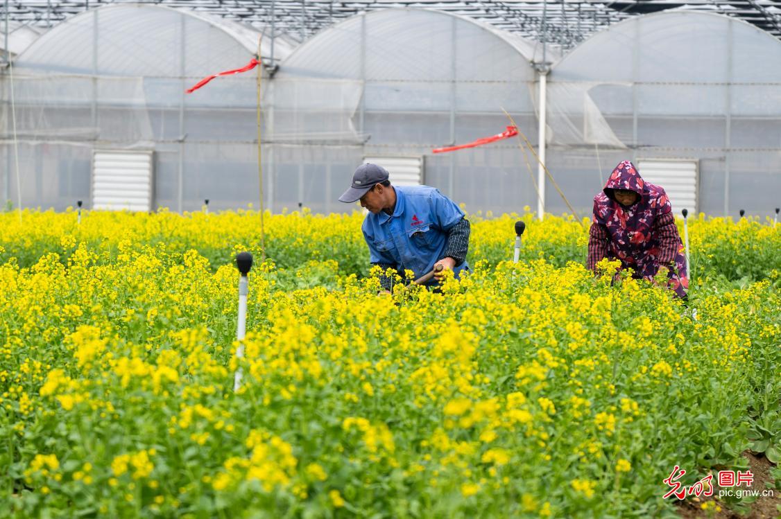 惊蛰启新序 春耕正当时
