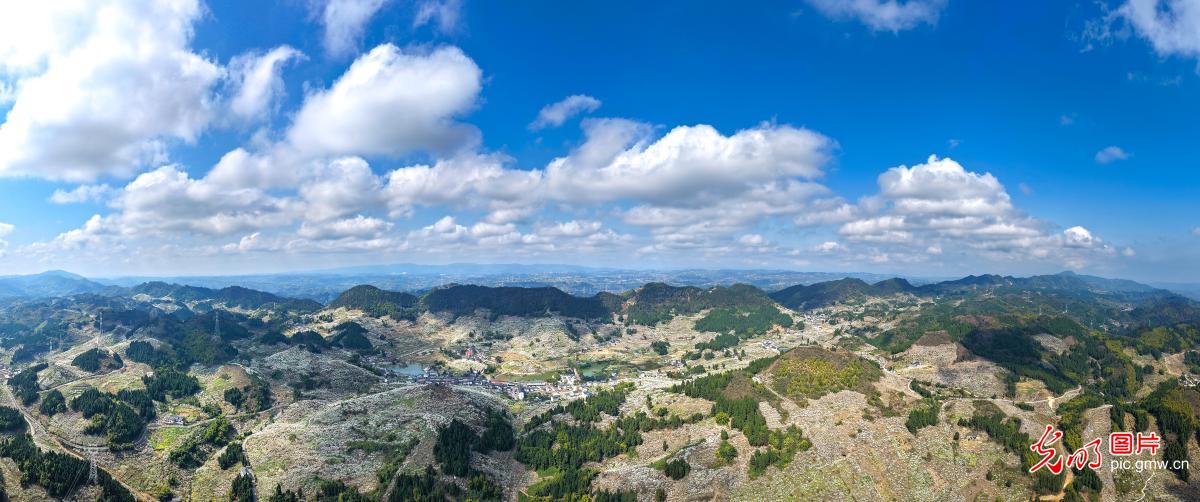 万亩李花迎春开