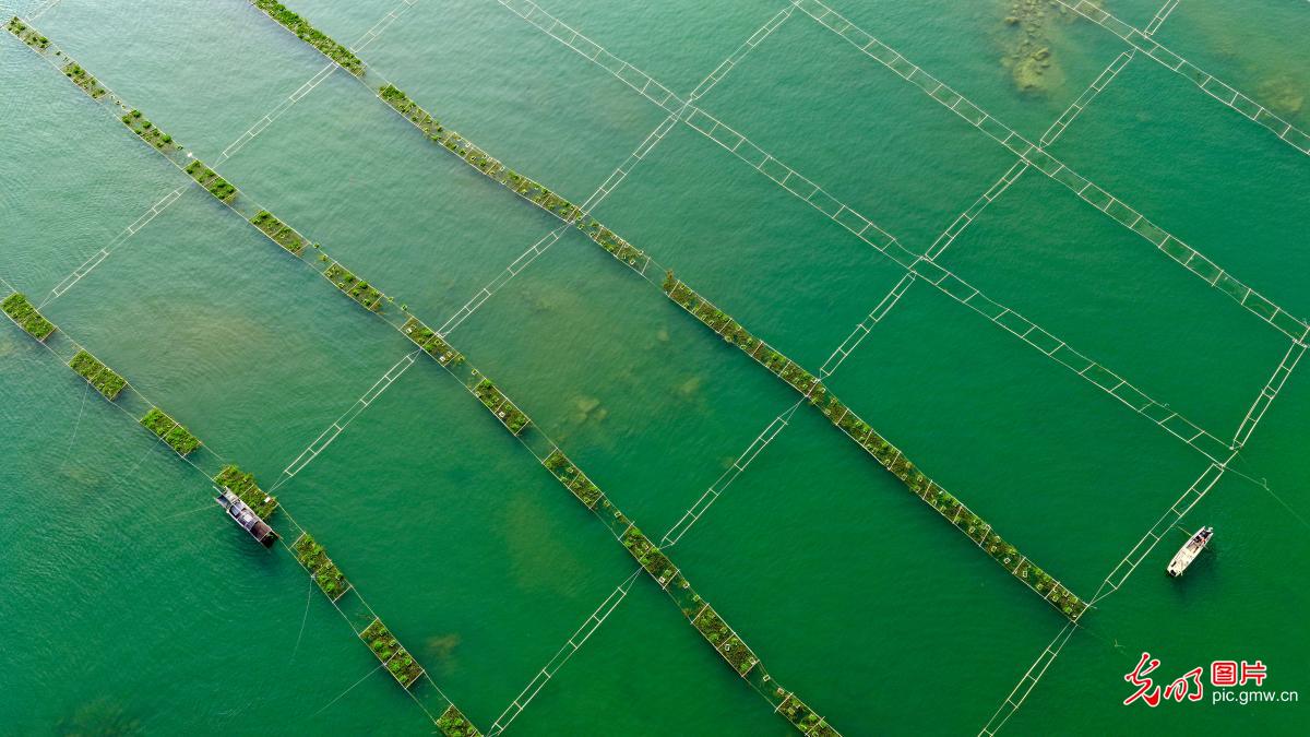 管护人工鱼巢 修复珠江生态