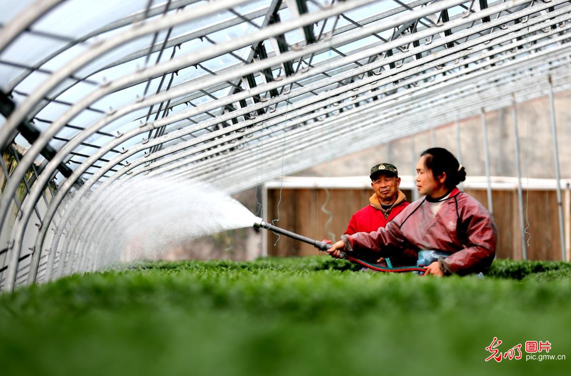 春光正好农作忙