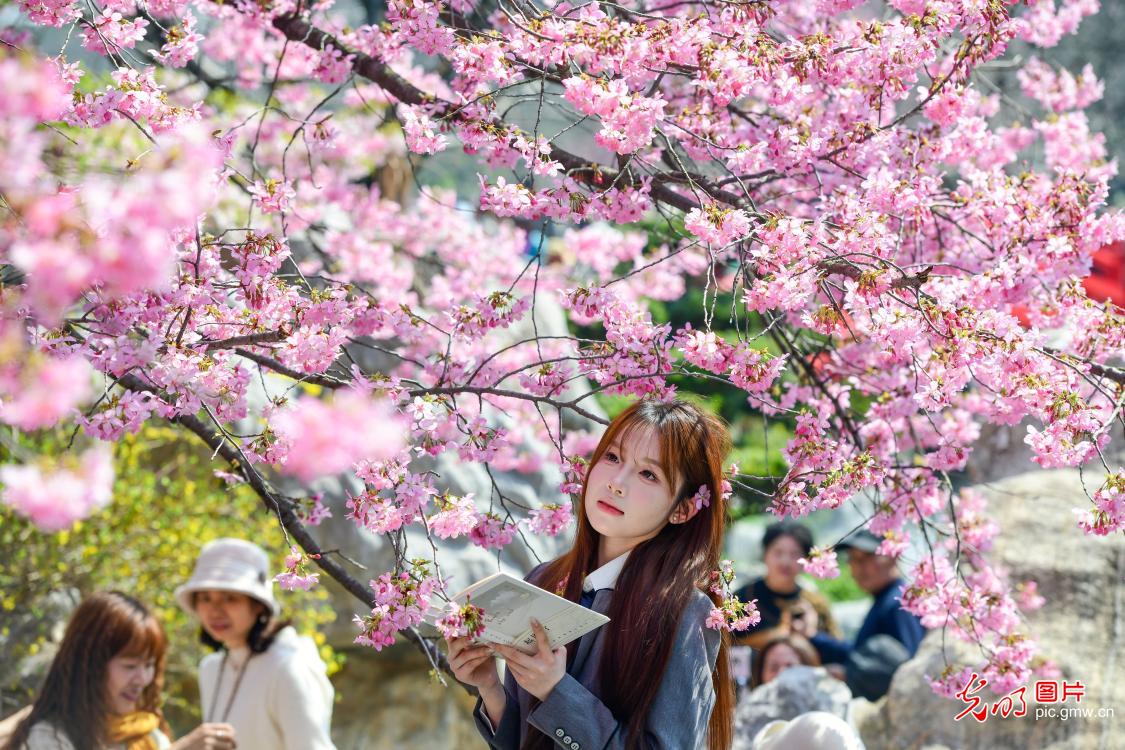 早樱绽放引客来