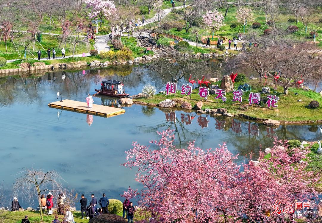 早樱绽放引客来