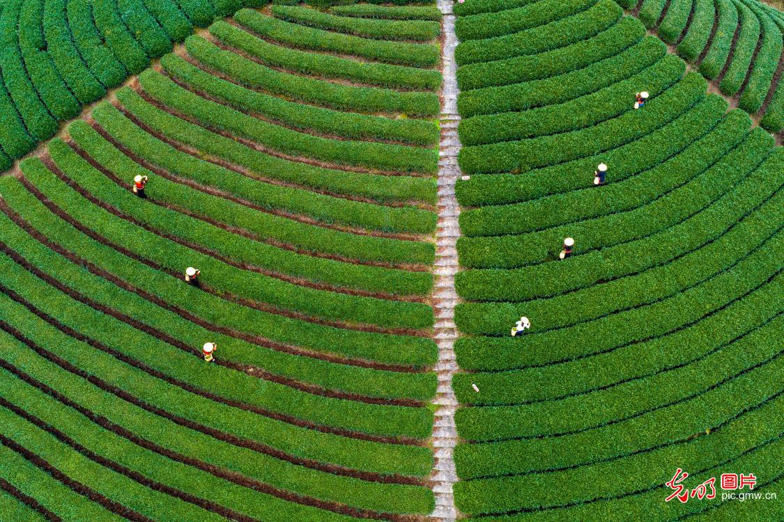 光明图片一周见报作品精选