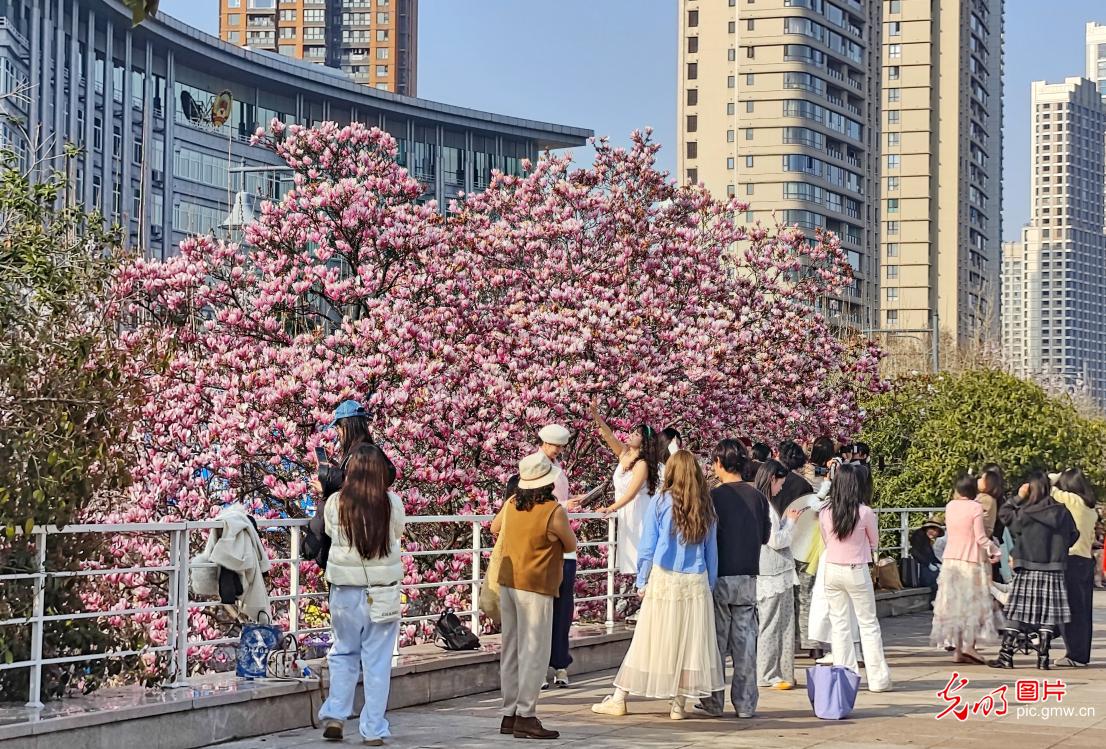 春和景明 共赴一场繁花之约