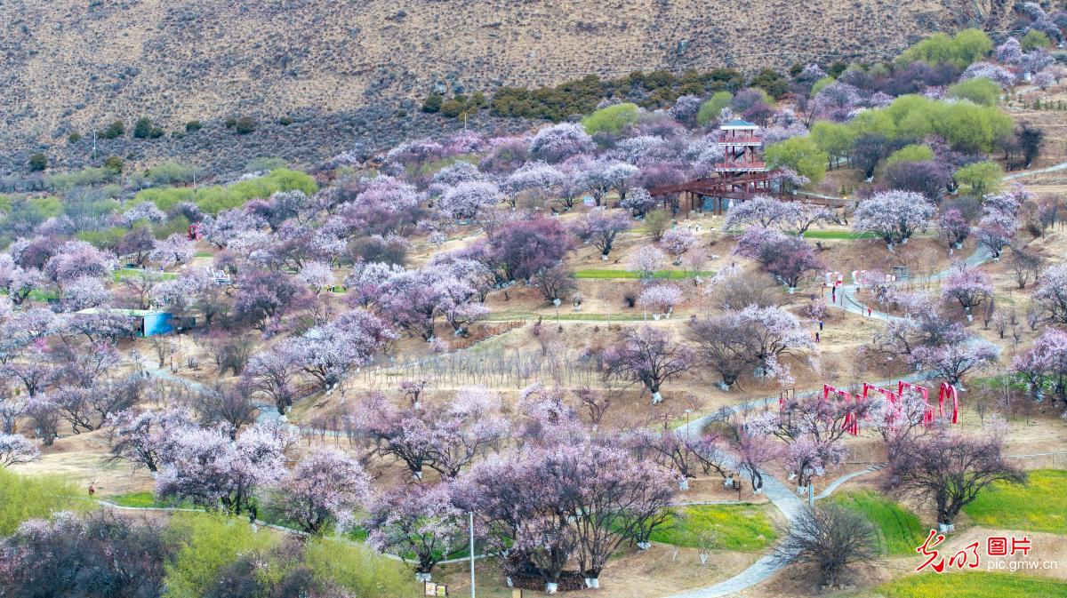春和景明 共赴一场繁花之约