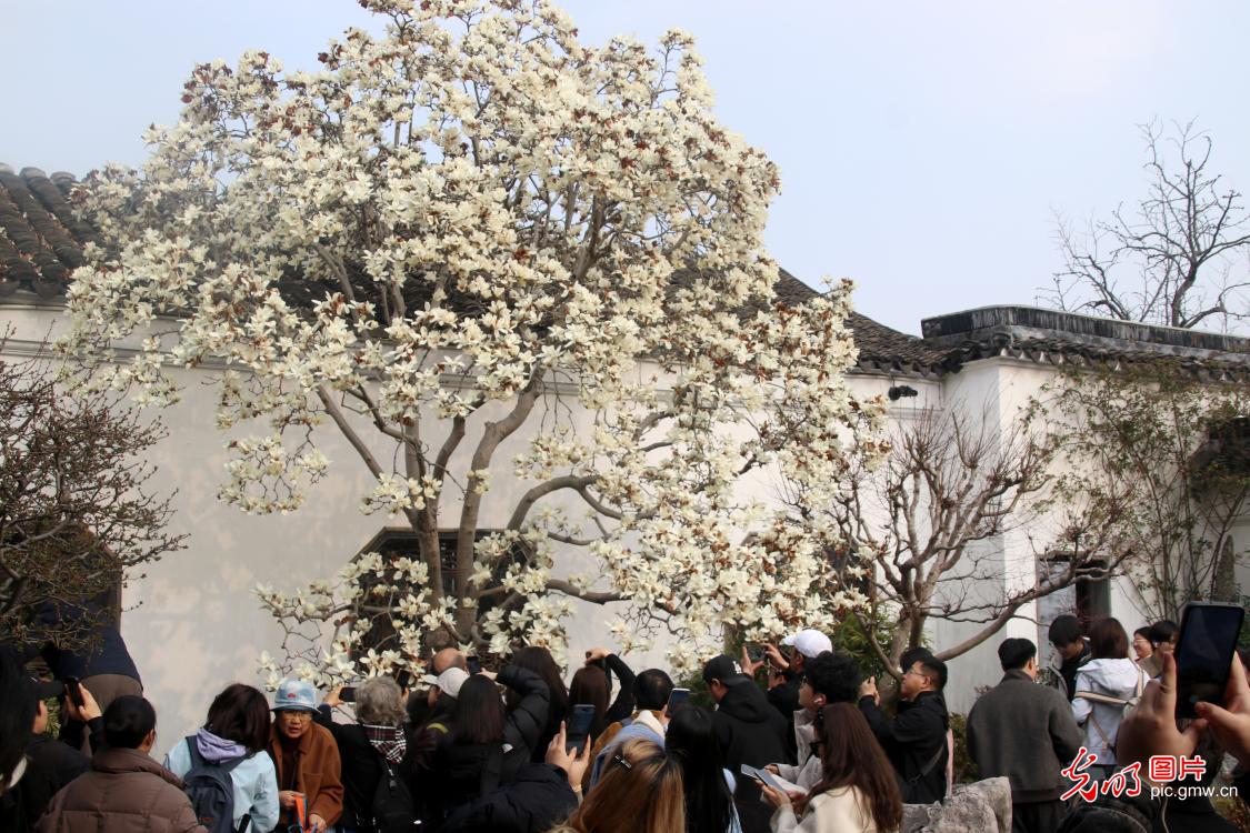 春和景明 共赴一场繁花之约