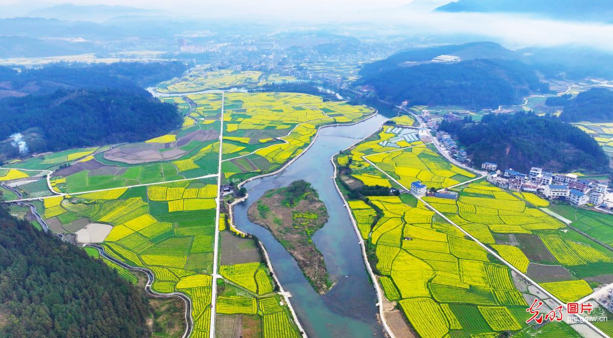 油菜花开 春满大地 油菜花开 春满大地