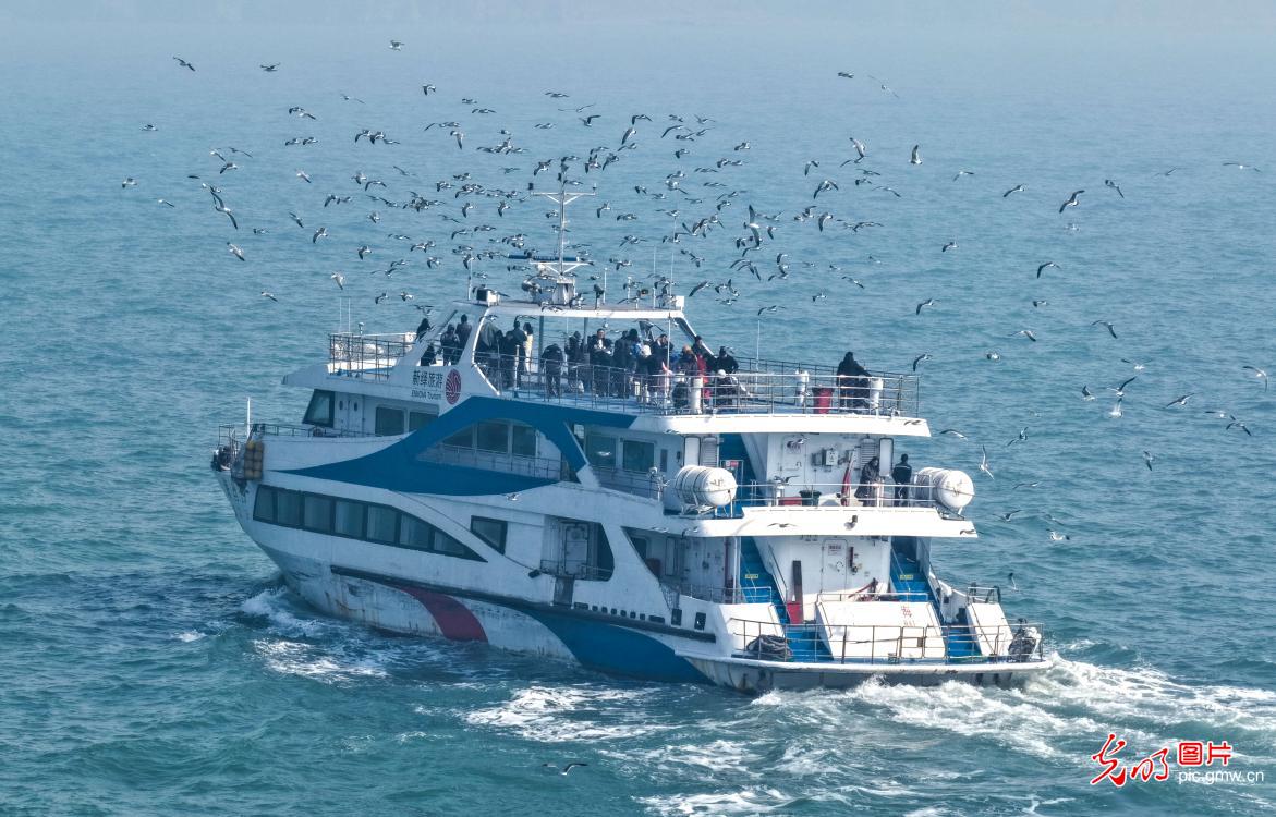黑尾鸥归巢 海驴岛海上游启航 黑尾鸥归巢 海驴岛海上游启航