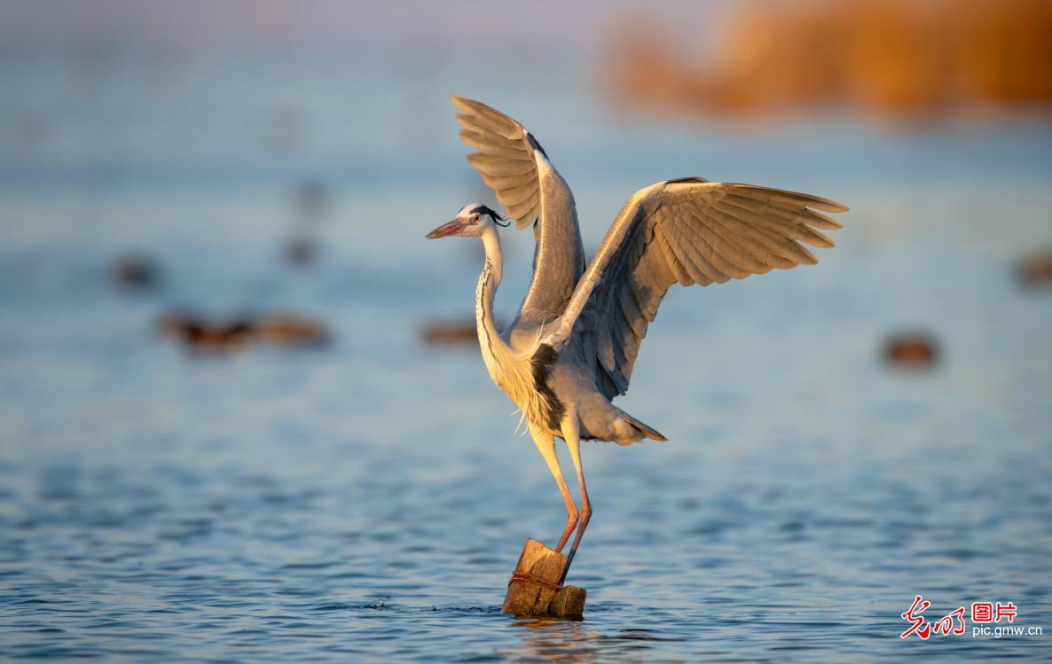 水暖冰消 候鸟归来
