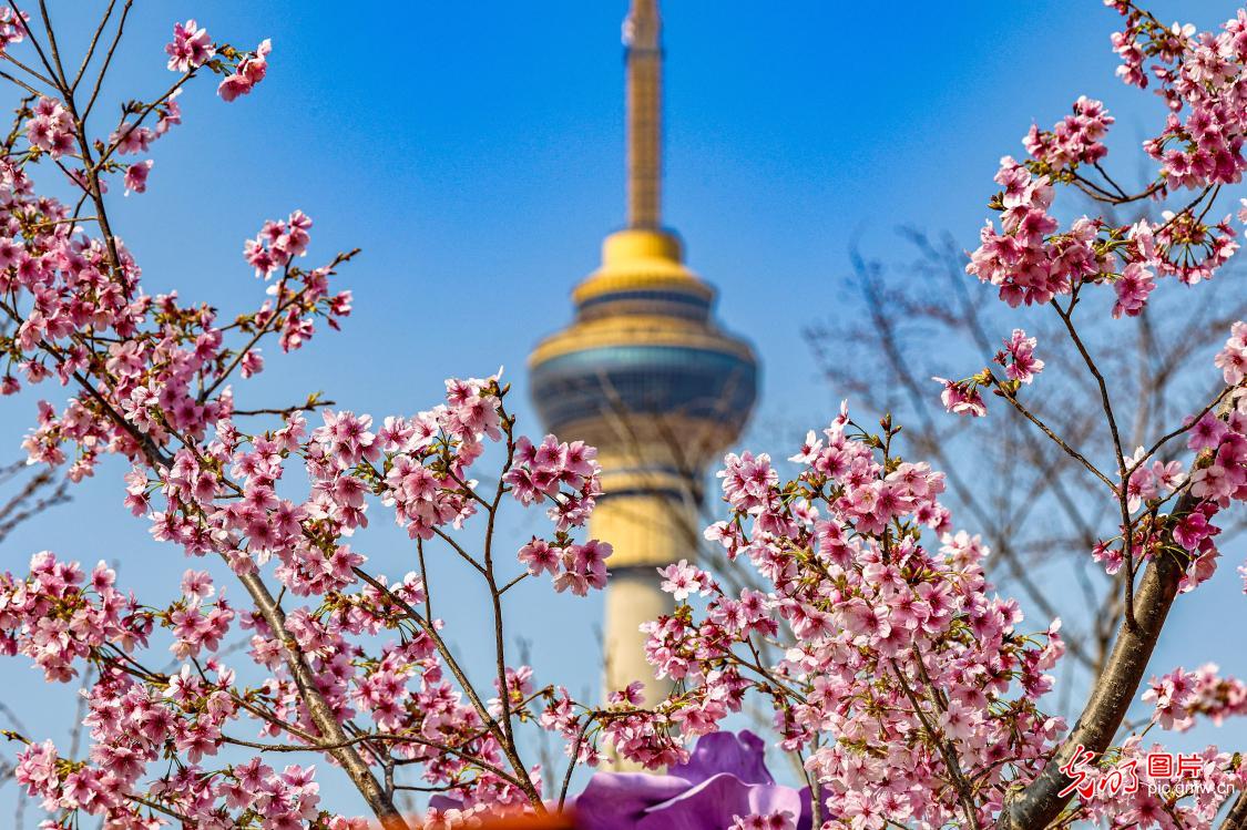 樱花映塔 春意满园