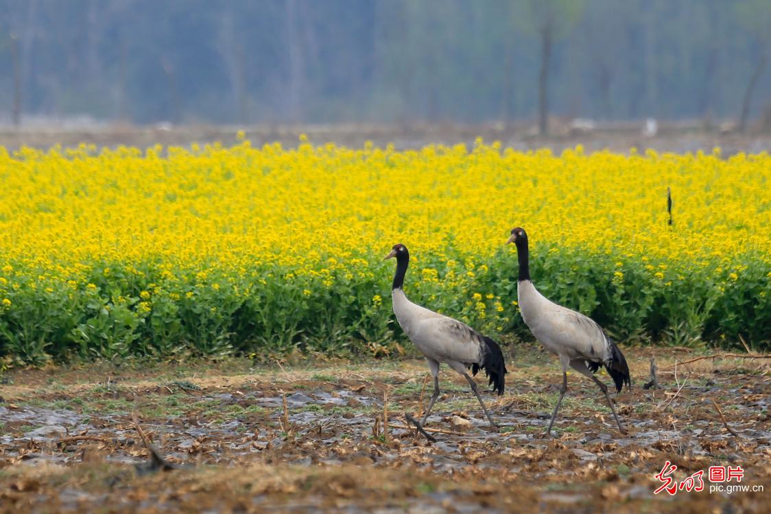 【大美中国·AIGC动画】走出家门 拥抱满屏春色 【大美中国·AIGC动画】走出家门 拥抱满屏春色