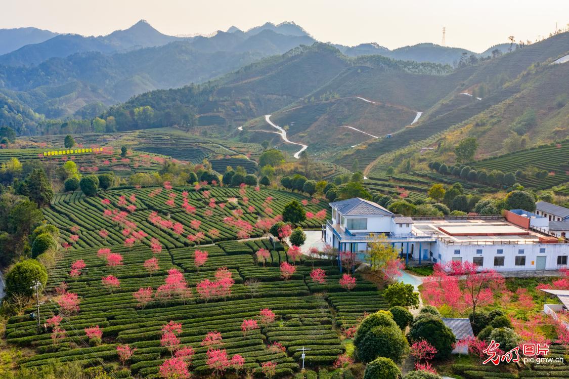 【大美中国·AIGC动画】走出家门 拥抱满屏春色 【大美中国·AIGC动画】走出家门 拥抱满屏春色