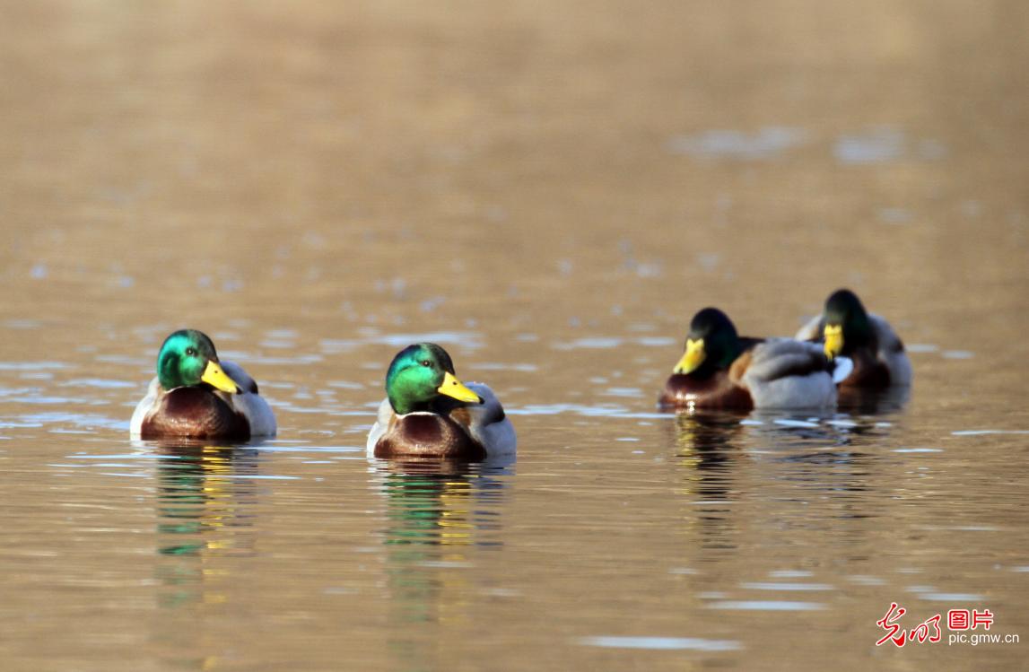 【大美中国·AIGC动画】走出家门 拥抱满屏春色 【大美中国·AIGC动画】走出家门 拥抱满屏春色
