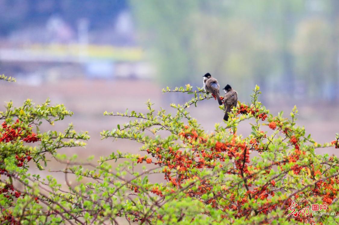 【大美中国·AIGC动画】走出家门 拥抱满屏春色 【大美中国·AIGC动画】走出家门 拥抱满屏春色