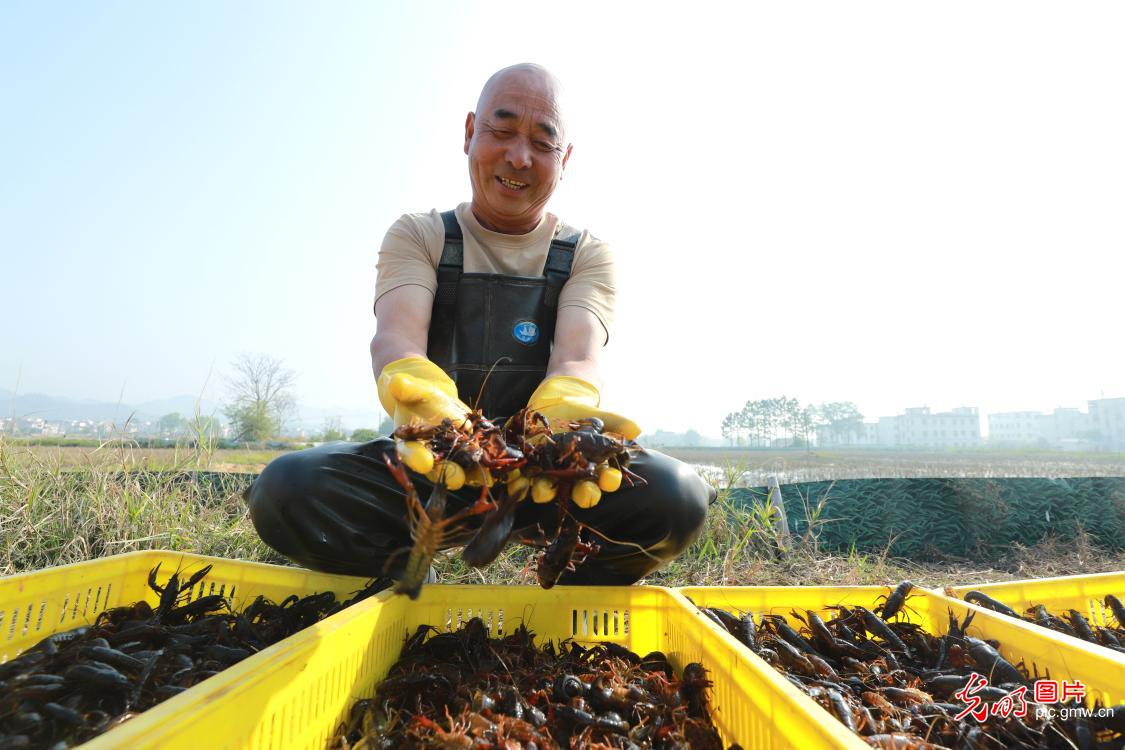 特色种养促乡村振兴