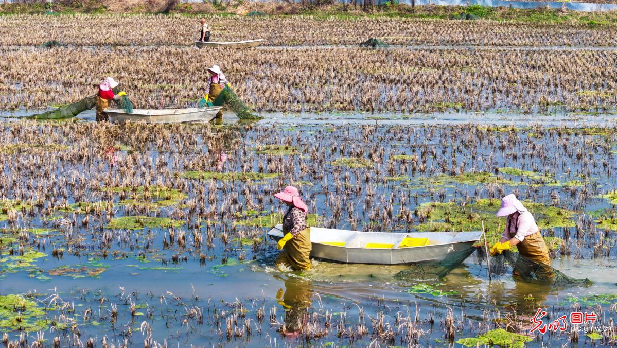 特色种养促乡村振兴
